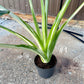 Alocasia macrorrhiza variegata XXL