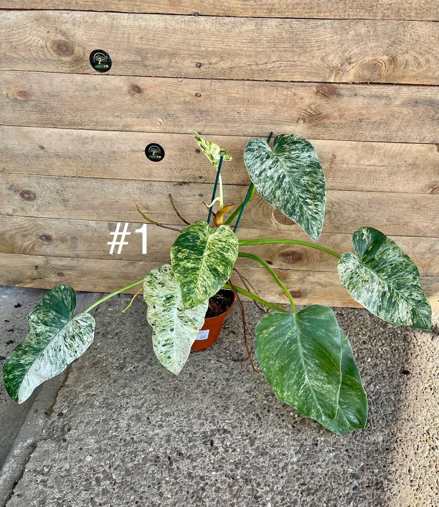 Philodendron Giganteum / blizzard Variegata