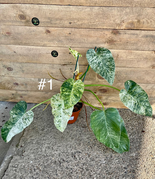 Philodendron Giganteum / blizzard Variegata