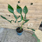 Philodendron joepii taille L