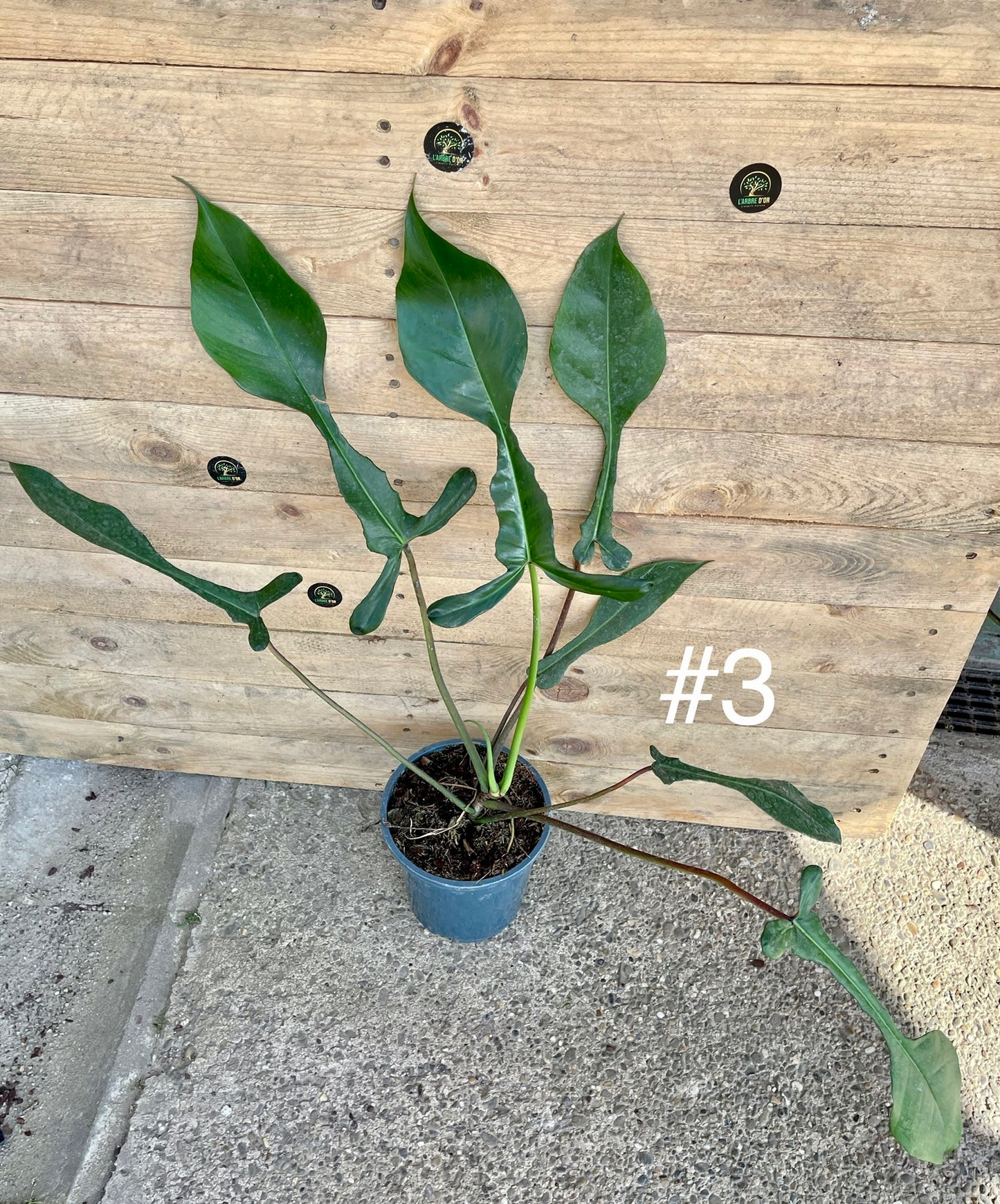 Philodendron joepii taille L