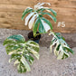 Monstera variegata big form haute variegation