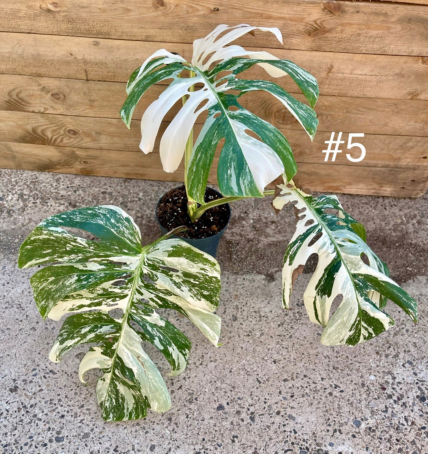 Monstera variegata big form haute variegation