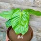Philodendron grandipes