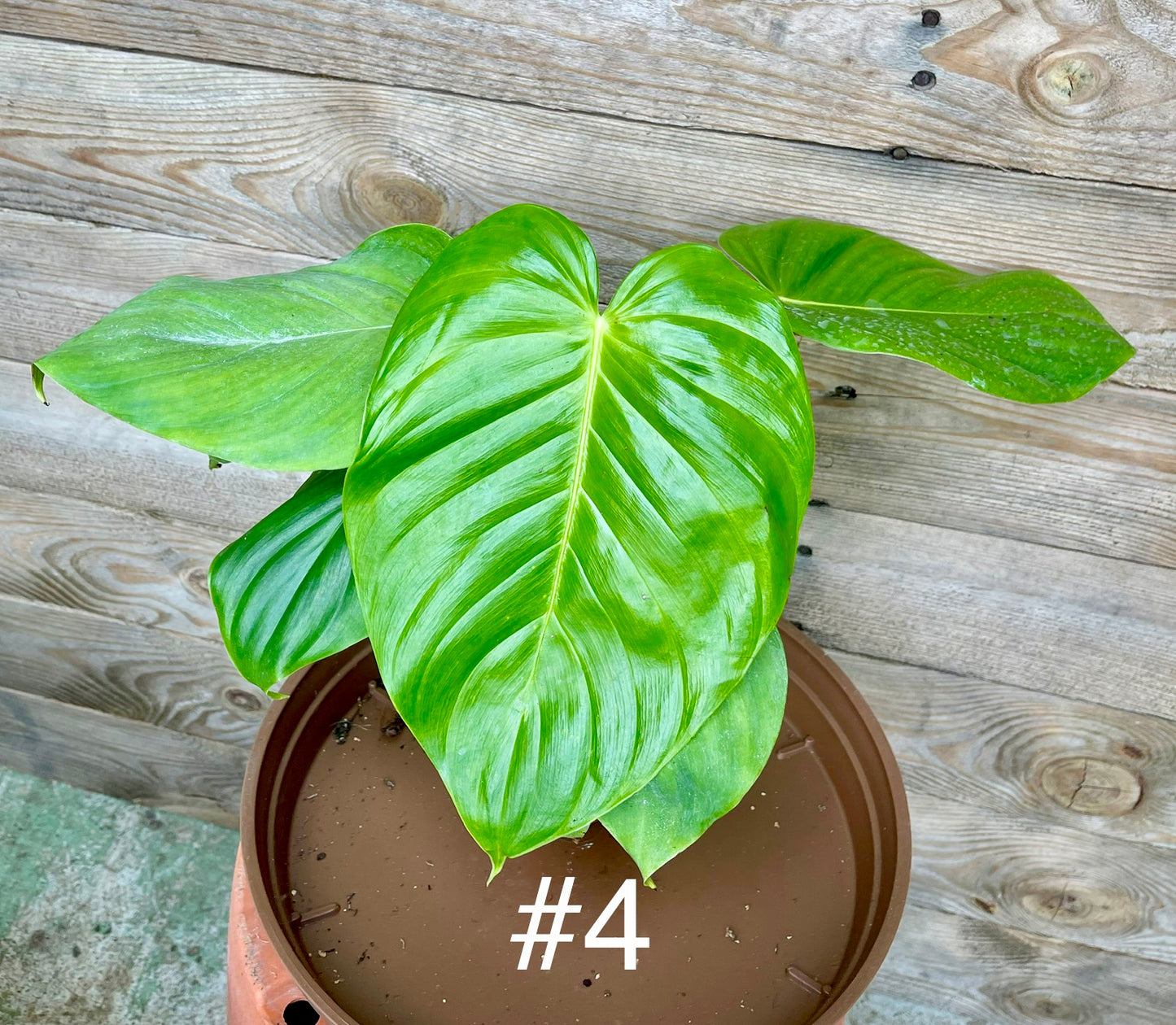 Philodendron grandipes