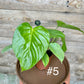 Philodendron grandipes