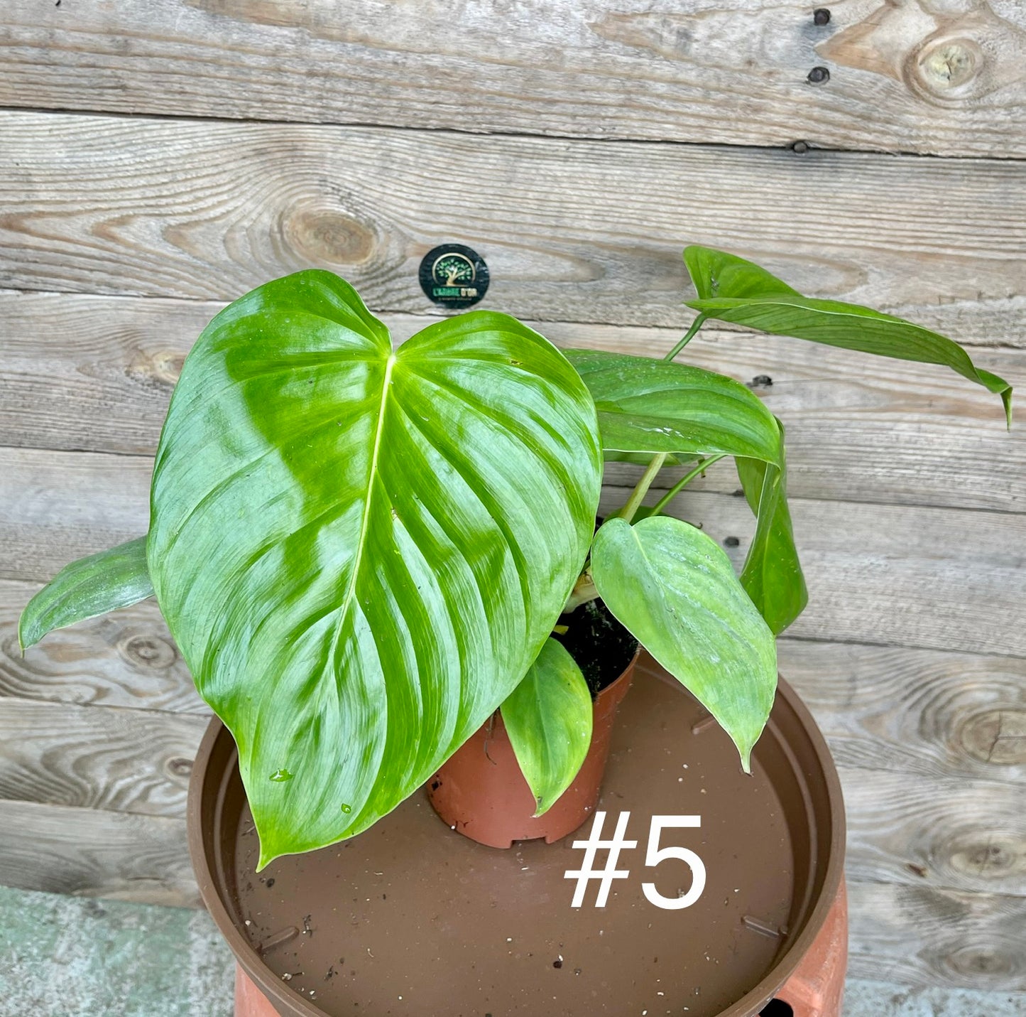 Philodendron grandipes