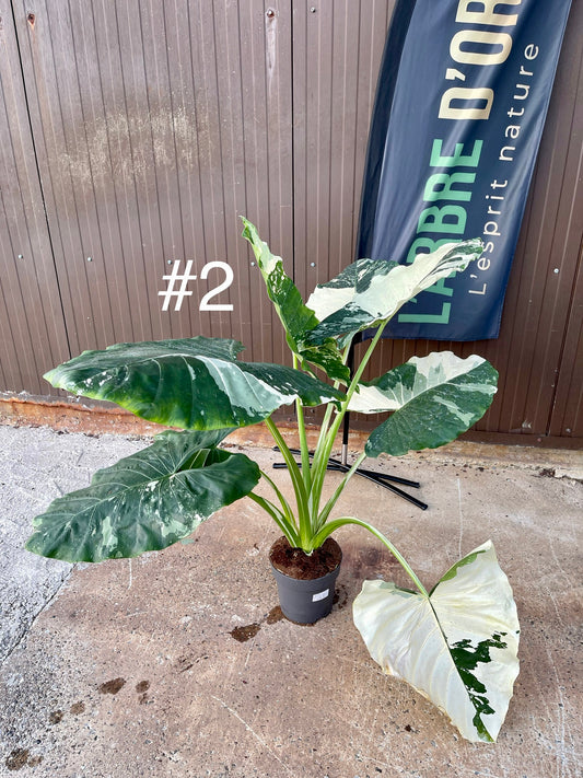Alocasia macrorrhiza variegata XXL