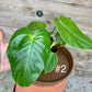 Philodendron grandipes