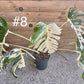 Monstera variegata big form haute variegation
