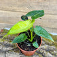 Alocasia Frydek mint variegata