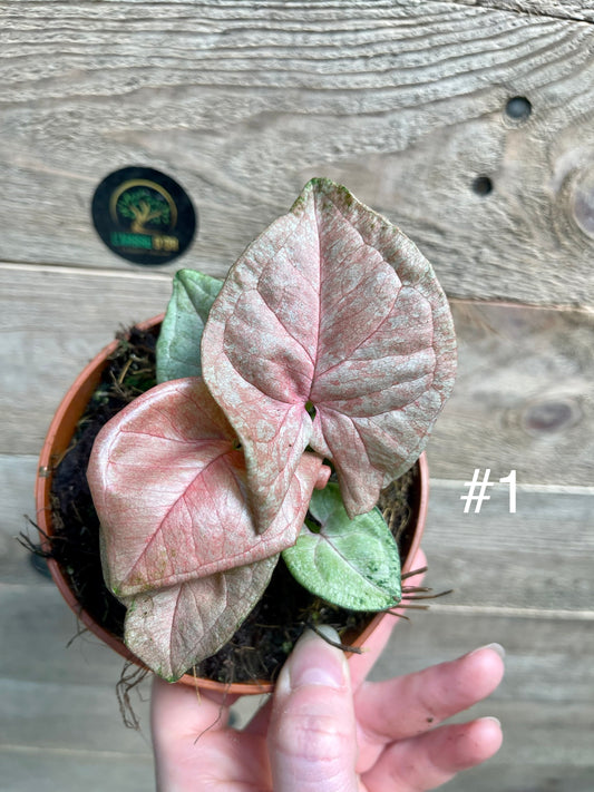 Syngonium pink marble