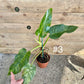 Philodendron Giganteum / blizzard Variegata