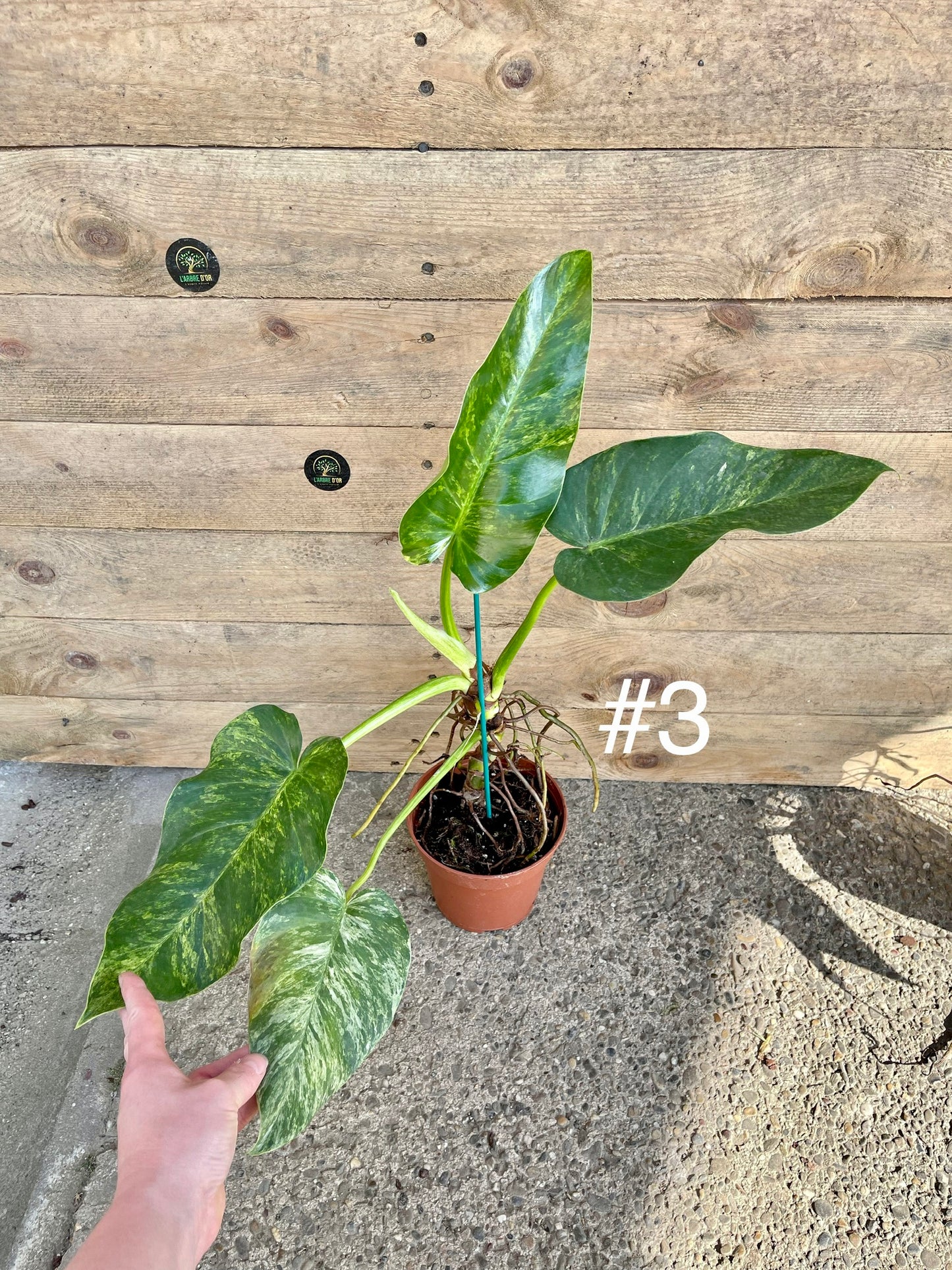 Philodendron Giganteum / blizzard Variegata