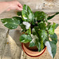 Philodendron white princess M