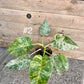 Philodendron Giganteum / blizzard Variegata