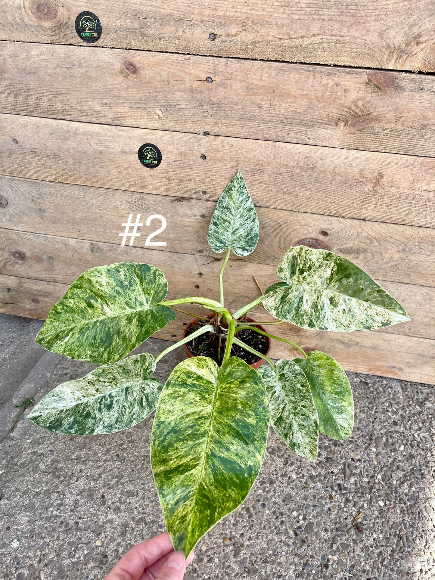 Philodendron Giganteum / blizzard Variegata