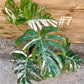 Monstera variegata big form haute variegation