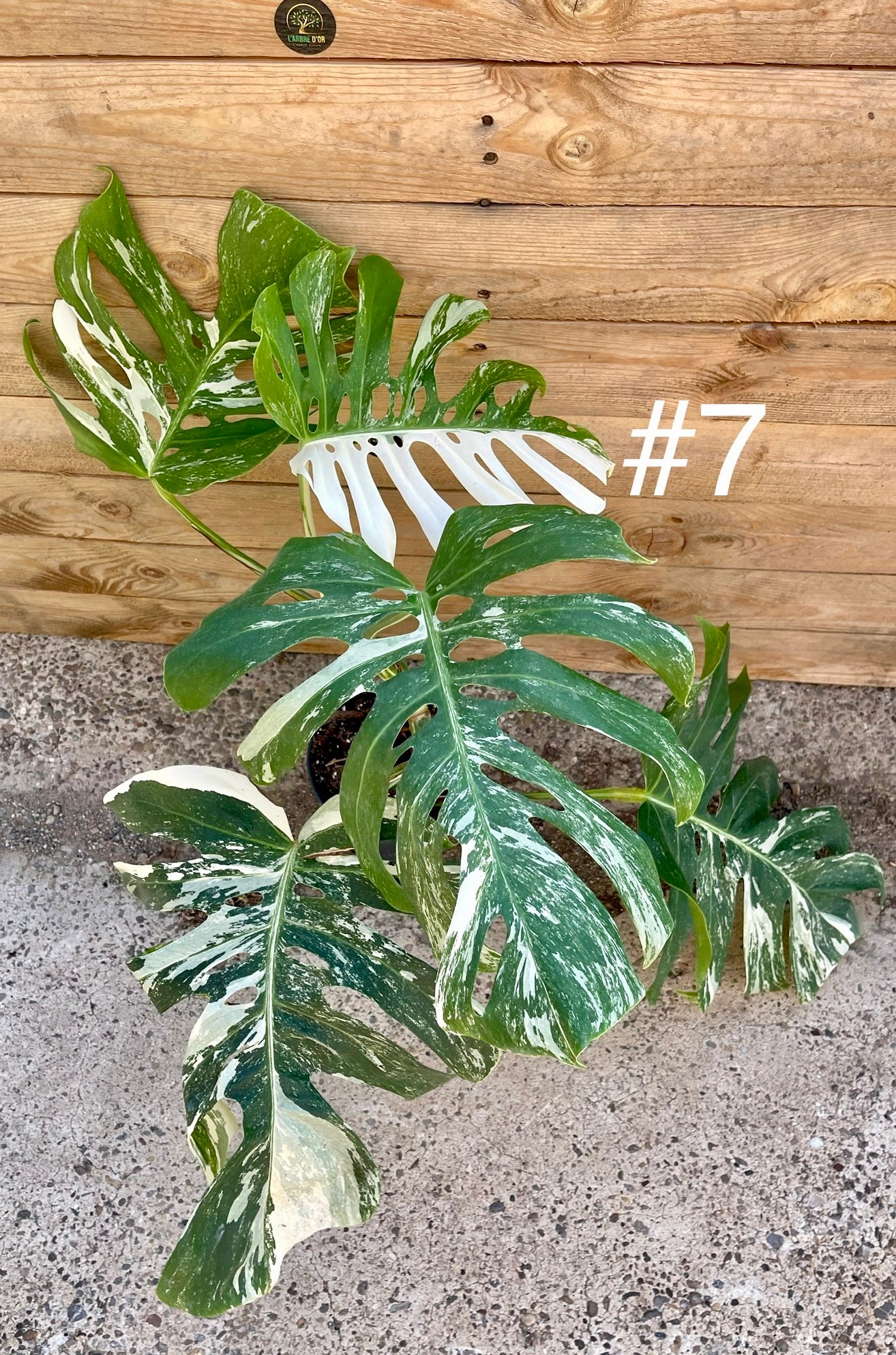 Monstera variegata big form haute variegation