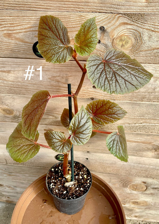 Begonia bachiensis