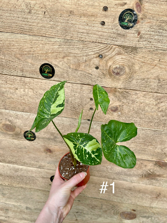 Syngonium panda