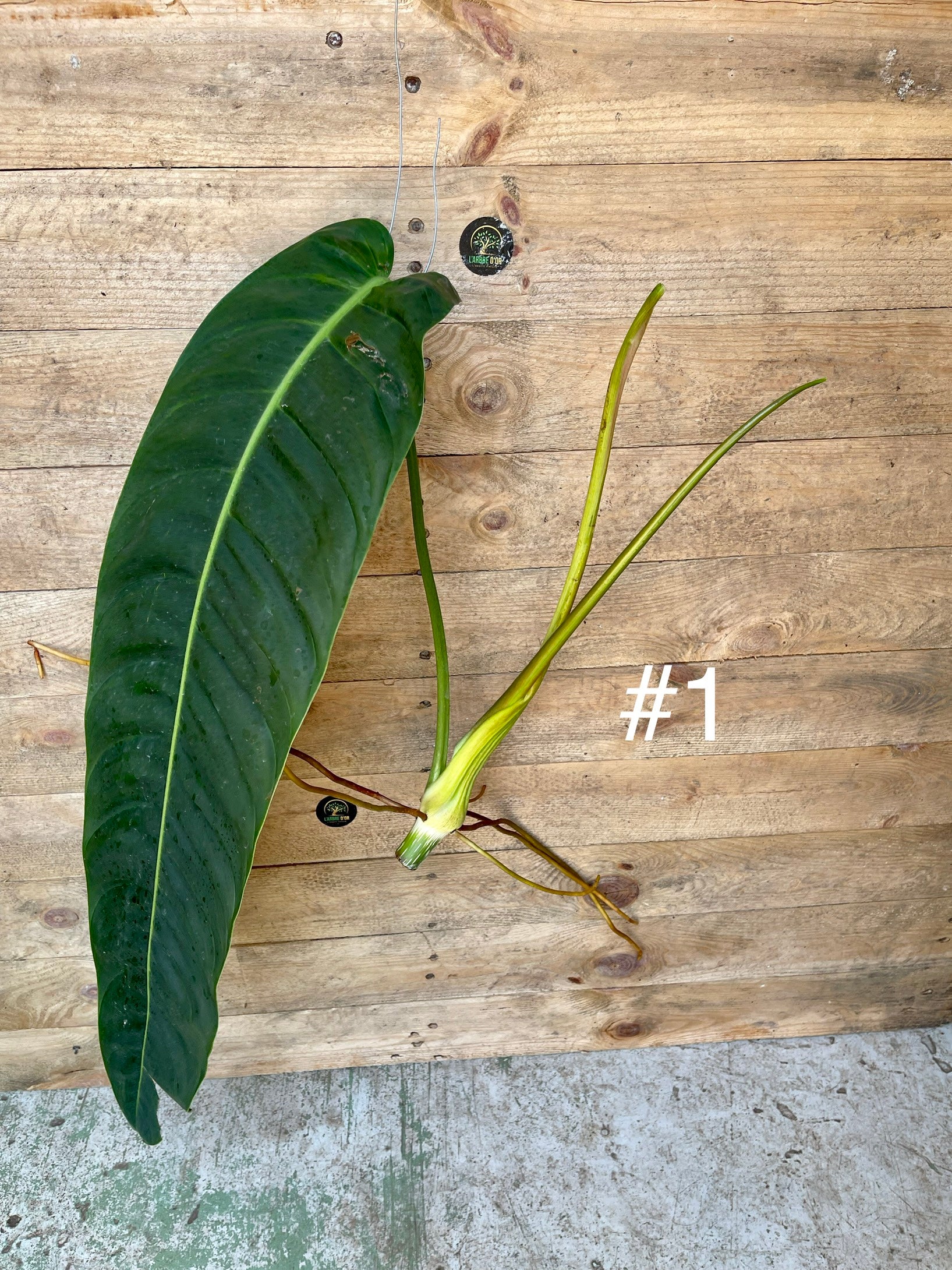 Philodendron Patriciae boutures XL – L'arbre D'or 67