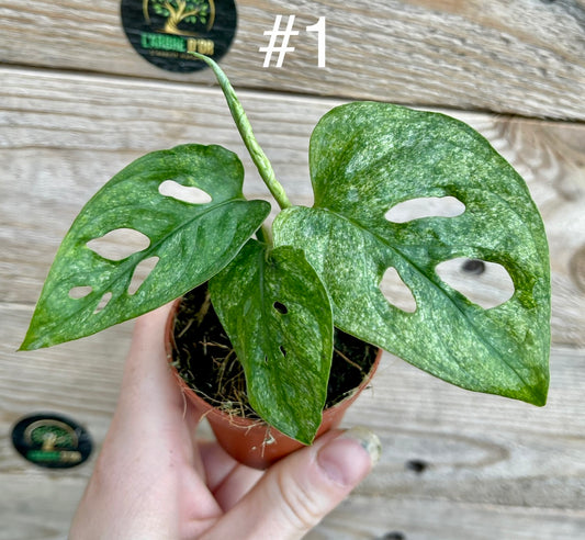 Monstera DELICIOSA variegata boutures racinés (VRAI DELICIOSA)