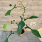 Philodendron joepii taille L