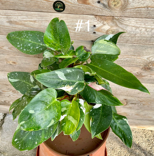 Philodendron white princess M