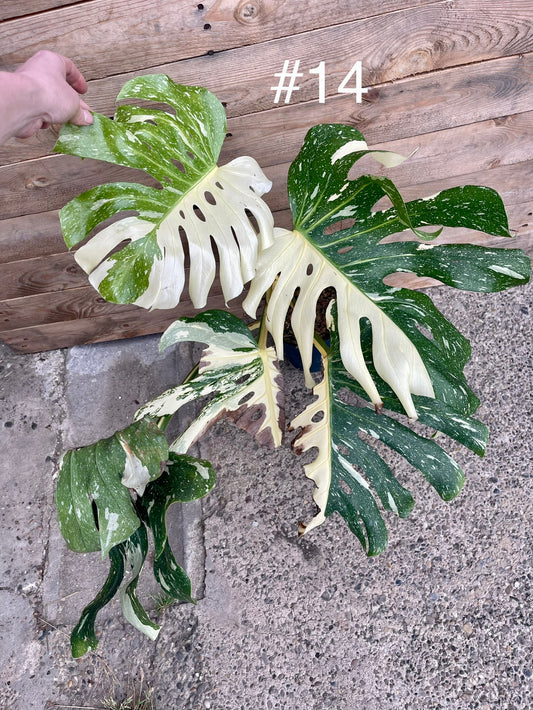 Monstera deliciosa thaï constellation XL