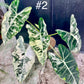 Alocasia frydek variegata XL