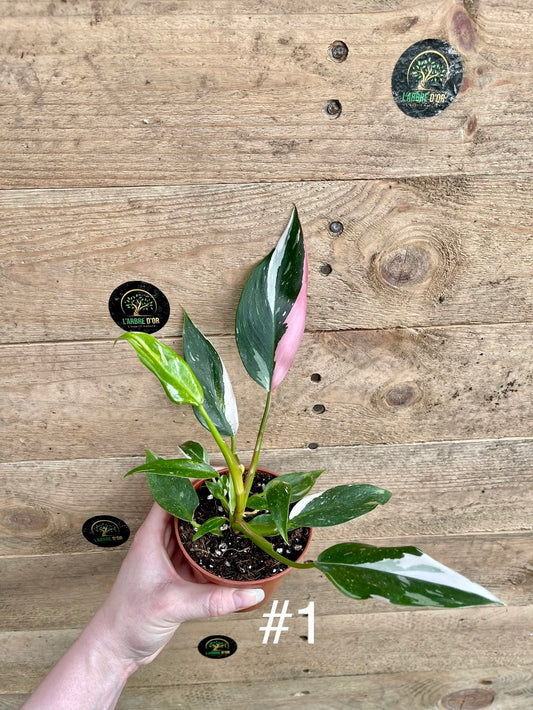 Philodendron white princess tricolor taille S
