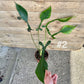 Philodendron joepii taille L