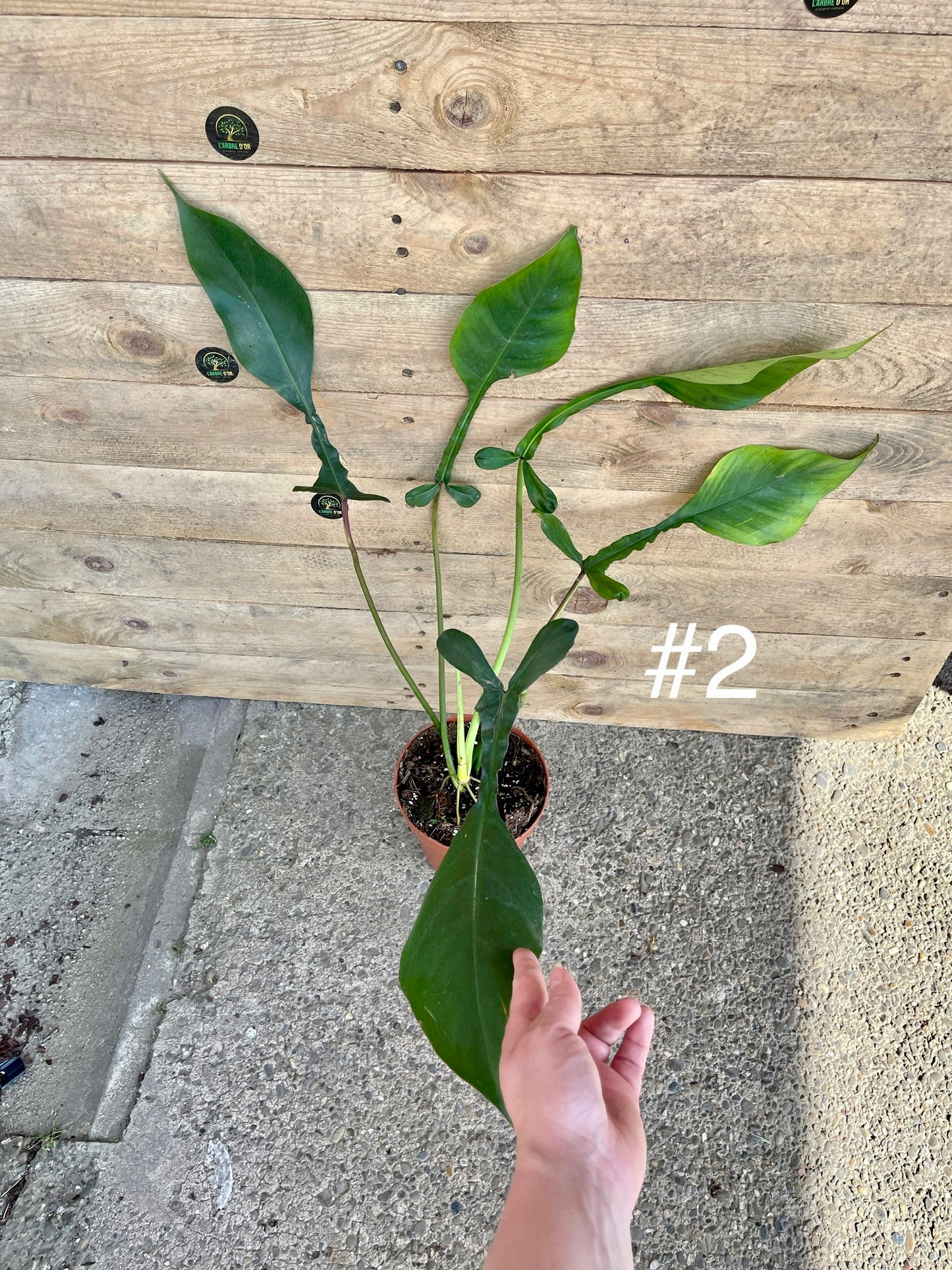 Philodendron joepii taille L