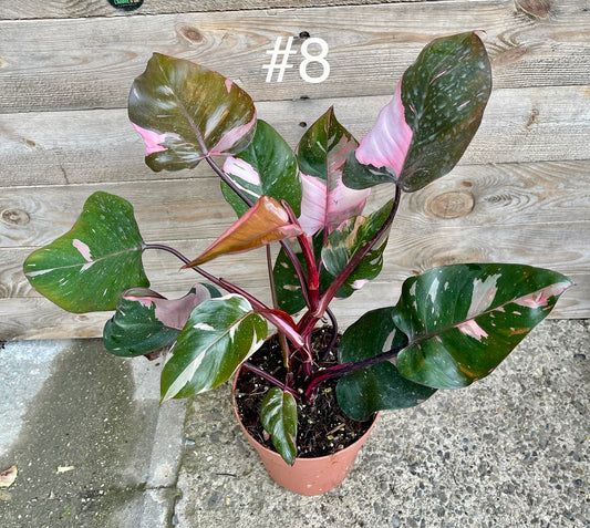 Philodendron pink princess