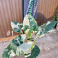 Alocasia macrorrhiza variegata XXL
