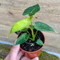 Alocasia Frydek mint variegata