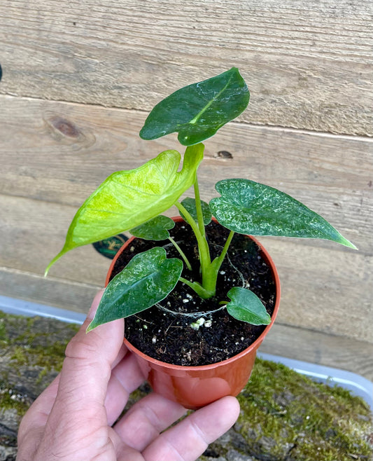 Alocasia Frydek mint variegata