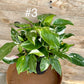 Philodendron white princess M