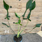 Philodendron joepii taille L