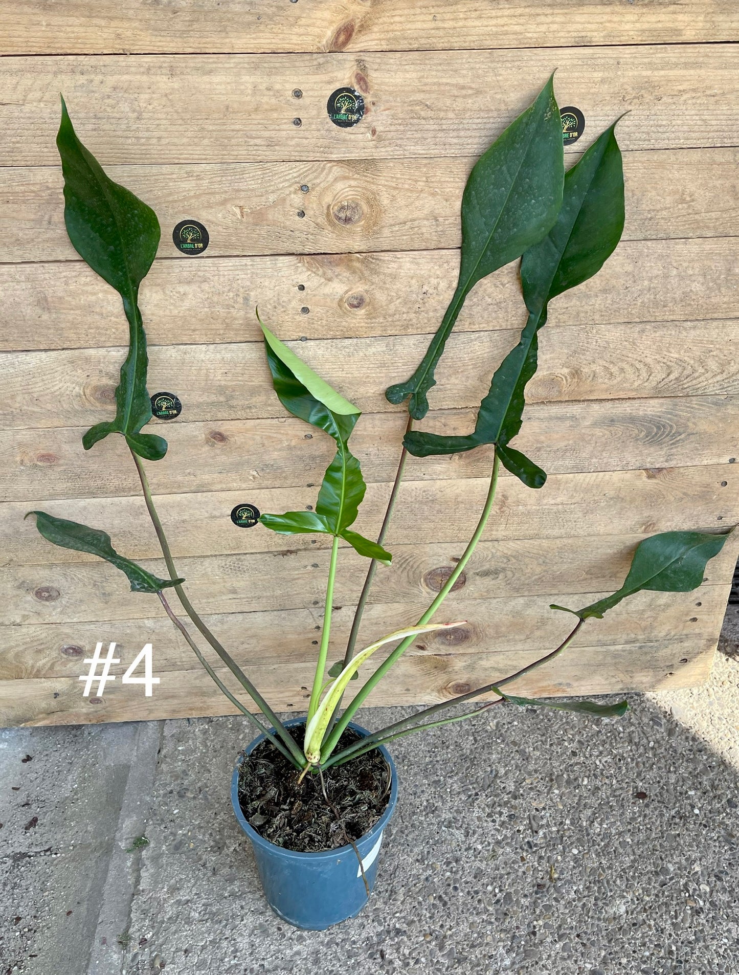 Philodendron joepii taille L