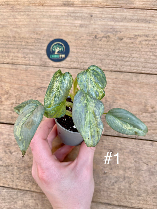 Philodendron Sodiroi variegata baby plantes