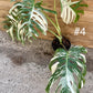 Monstera variegata big form haute variegation