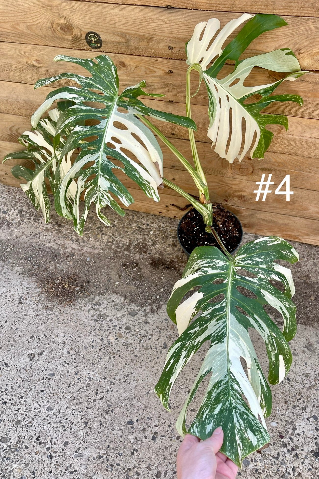 Monstera variegata big form haute variegation