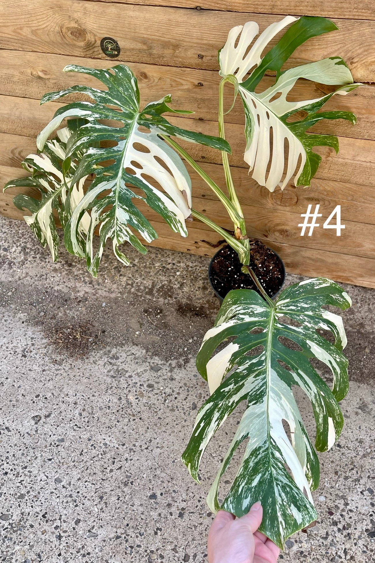 Sauver la Monstera Variegata ( détails en commentaire ) : r/jardin