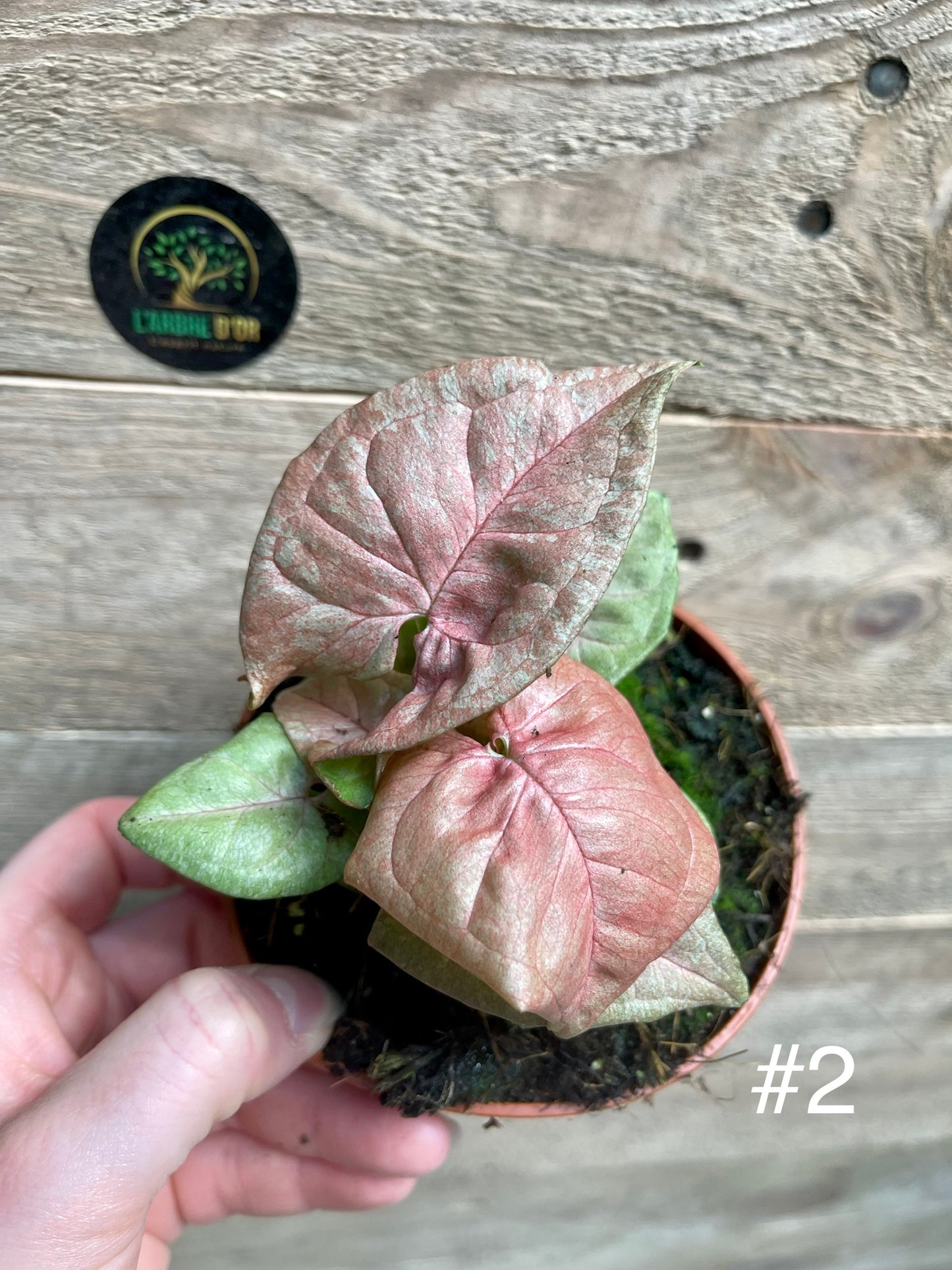 Syngonium pink marble