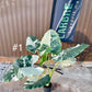 Alocasia macrorrhiza variegata XXL