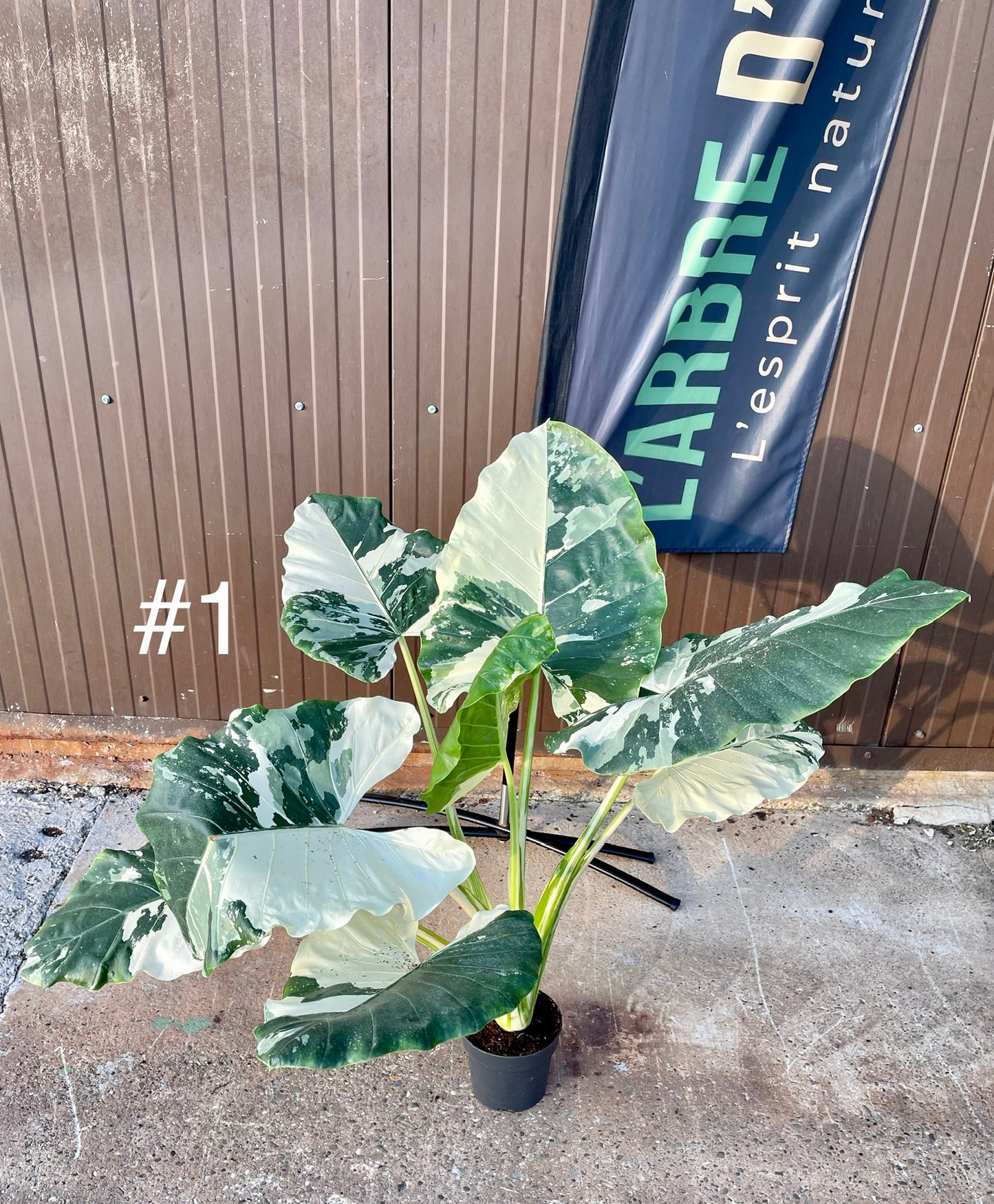 Alocasia macrorrhiza variegata XXL
