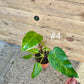 Philodendron Giganteum / blizzard Variegata