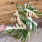 Monstera variegata big form haute variegation